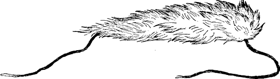 Illustration: TAIL PIECE&mdash;FLASK