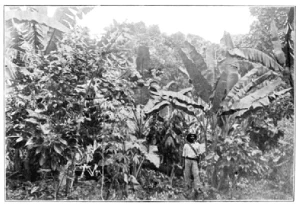 Young Cultivation, with catch Crop of Bananas, Cassava,
and Tania: Trinidad.