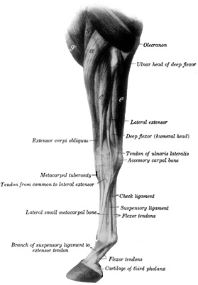 Fig. 2&mdash;Muscles of Left Thoracic Limb from Elbow Downward; Lateral (External) View. a, Extensor carpi radialis; g, brachialis; g', anterior superficial
pectoral; c, common digital extensor; e, ulnaris lateralis. (After
Ellenberger-Baum, Anat. f&uuml;r K&uuml;nstler.) (From Sisson's ''Anatomy of the
Domestic Animals'').