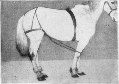 Fig. 9&mdash;Merillat's method of fixing carpus in radial paralysis. Courtesy, Alex. Eger.