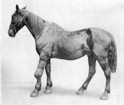 Fig. 11&mdash;Pericarpal inflammation and enlargement due to injury.