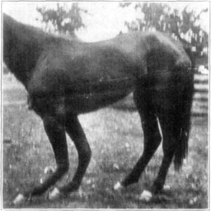 Fig. 26&mdash;Extreme dorsal flexion said to have resulted
from an attack of distemper. From Amer. J'n'l. Vet. Med., Vol. XI, No. 4.