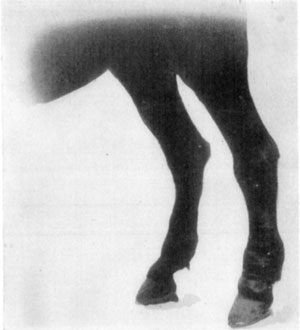 Fig. 61&mdash;Chronic lymphangitis. Showing hypertrophy of the
left hind leg, due to repeated inflammation.