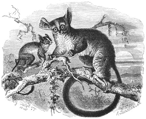 Galago (Otolicnus galago). &frac12; v.d. ware grootte.