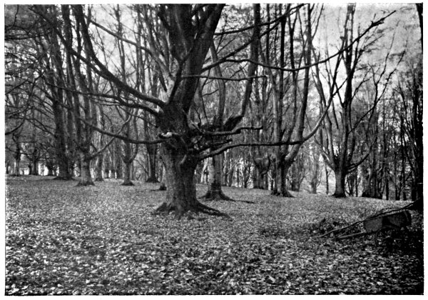 LEAFLESS BEECHES IN NOVEMBER, ASHRIDGE WOODS