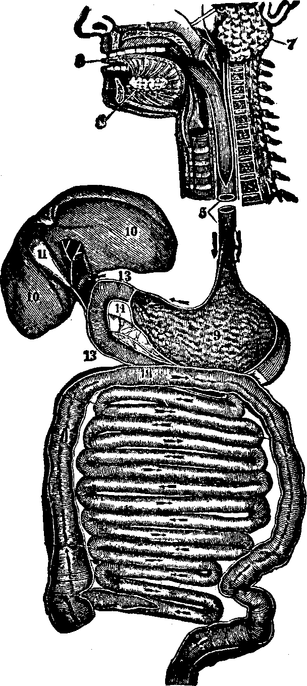 Illustration:
Fig. 34. Digestive organs. 