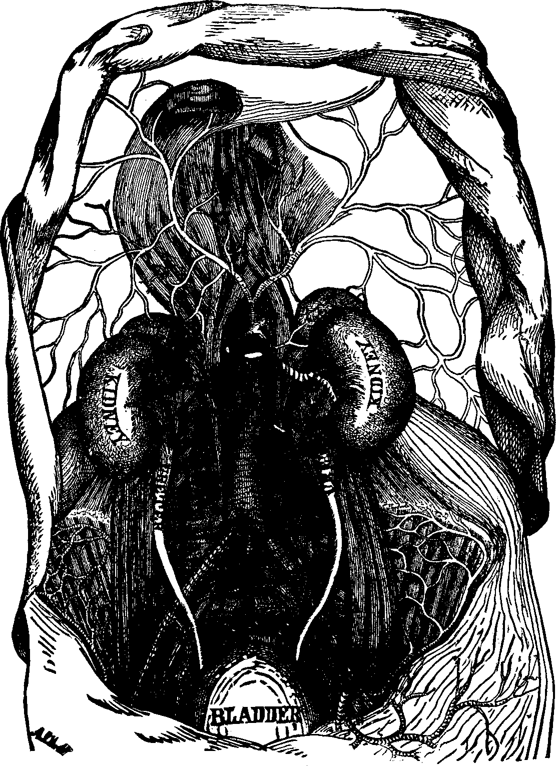Illustration:
Fig. 53. View of the kidneys, ureters, and bladder. 