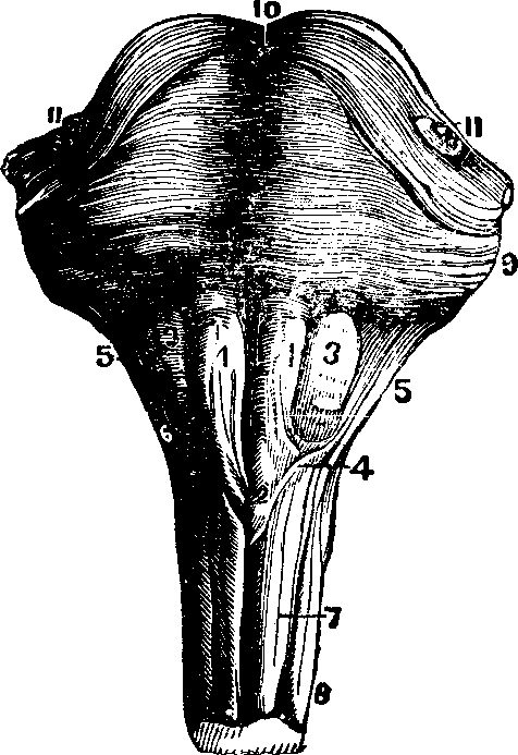 Illustration:
Fig. 58.