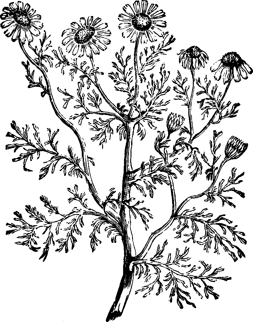 Illustration:
Fig. 129. May-flower. 