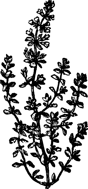 Illustration:
Fig. 133. Pennyroyal. 