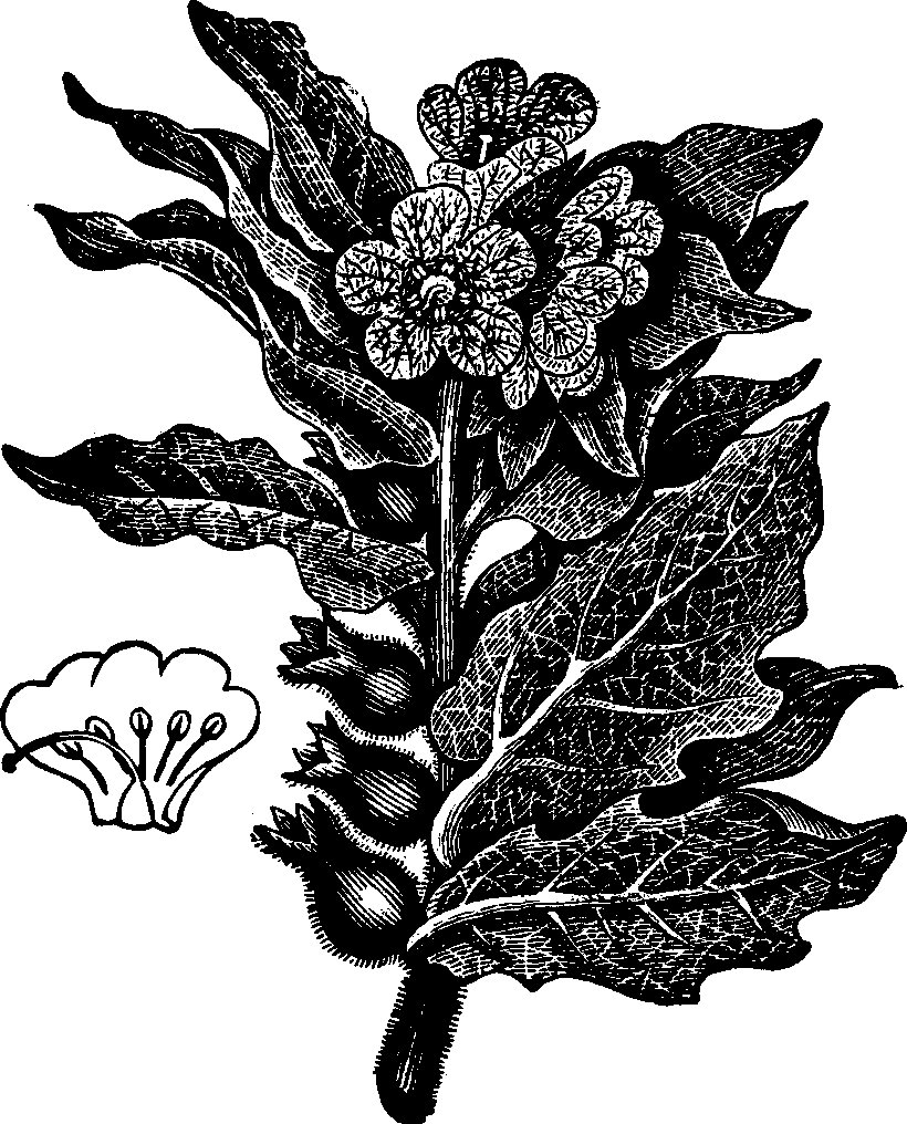 Illustration:
Fig. 134. Henbane.