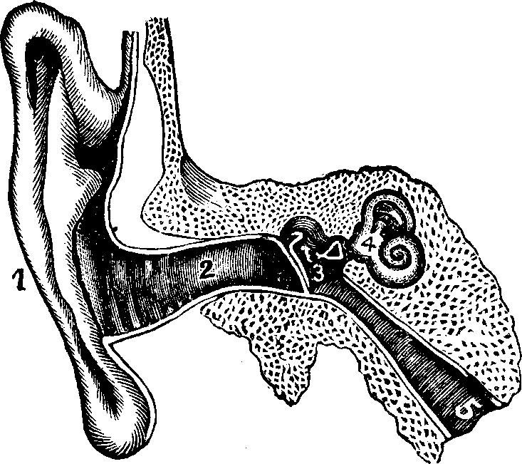 Illustration:
Fig. 8. Internal and external ear.