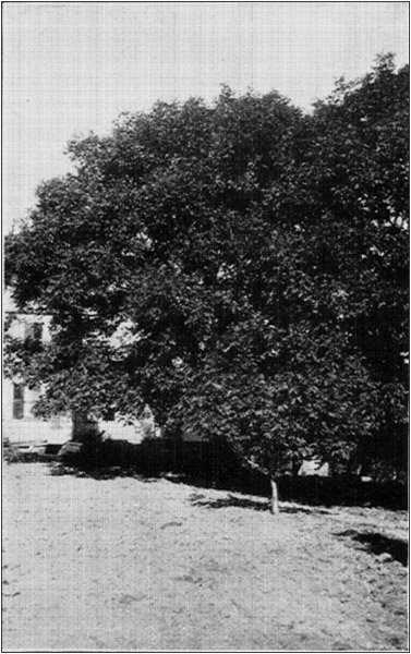 Thirty Year Old Parent English Walnut Trees In
Background, Young Bearing Tree in Front