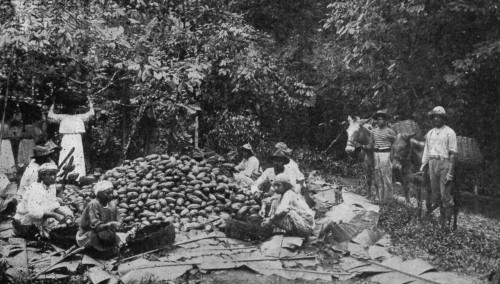 MEN BREAKING PODS, GIRLS SCOOPING OUT BEANS,
AND MULES WAITING WITH BASKETS TO CONVEY THE CACAO TO THE FERMENTARY.