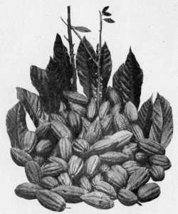 CACAO PODS, LEAVES AND FLOWERS.
Reproduced by permission of Messrs. Fry & Sons, Ltd., Bristol.