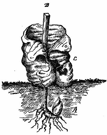 Root-bud and frost-flower of the Cunila Mariana
(Maryland Dittany). A, the developing or budding root. B, the old stem
of the previous year. C, the congealed vapor or hoarfrost, forming the
first flower of various shapes.