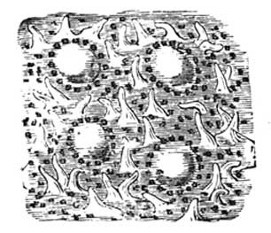 A bit of the small intestine.