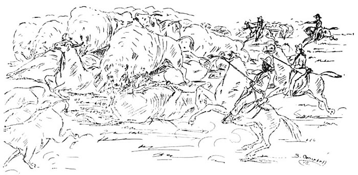 A Buffalo Stampede&mdash;On They Came, a Maddened, Plunging
Snorting, Bellowing Mass of Horns and Hoofs