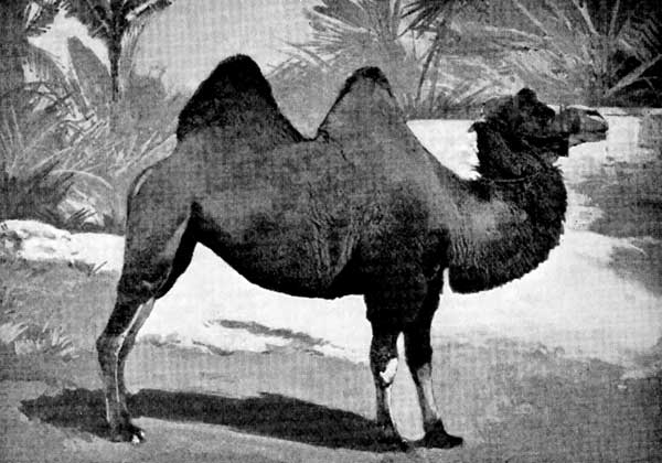 Bactrian Camel&mdash;with Two Humps