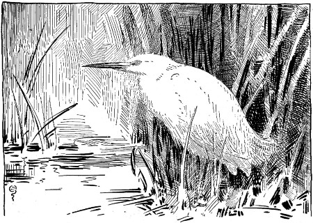 She wore, draped from her shoulders, snowy plumes of
rare beauty.