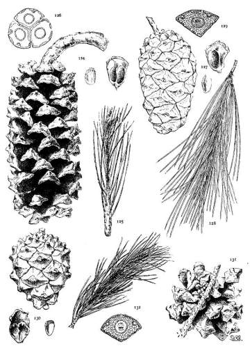 PLATE XIII. P. NELSONII (124-126), PINCEANA (127-129),
CEMBROIDES (130-132)