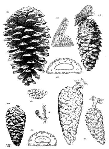 PLATE XXXII. P. PINASTER (275-278), HALEPENSIS
(279-283)