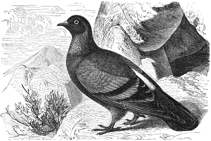 Rotsduif (Columba livia). &frac12; v. d. ware grootte.