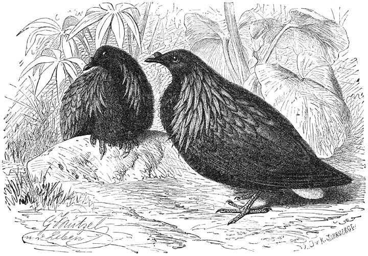 Nicobar-duif (Caloenas nicobarica). &frac14; v. d. ware grootte.