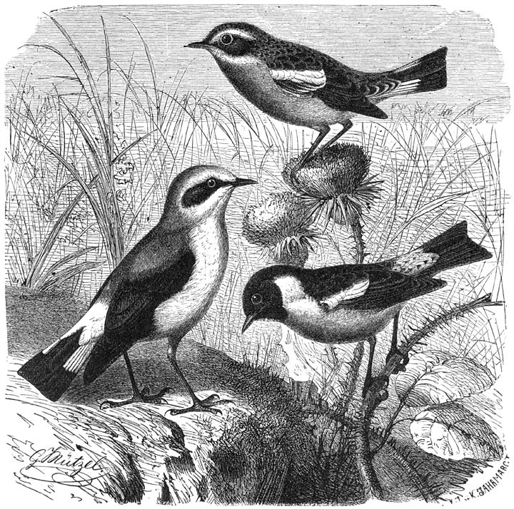 1) Gewone Tapuit (Saxicola oenanthe), 2) Paapje (Pratincola rubetra) en 3) Roodborst-tapuit
(Pratincola rubicola). &frac12; v. d. ware grootte.