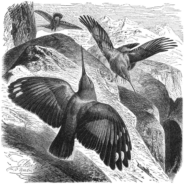 Rotsklimmer (Tichodroma muraria). &frac12; v. d. ware grootte.