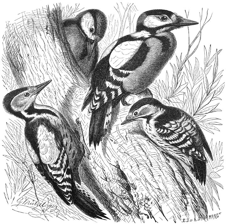 1) Bonte Specht (Dendrocopus major). 2) Middelste Bonte Specht (Dendrocopus medius). 3) Kleinste Bonte Specht (Dendrocopus minor). &frac12; v. d. ware grootte.