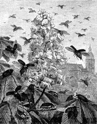 BEETLES&mdash;AN EVENING FLIGHT.