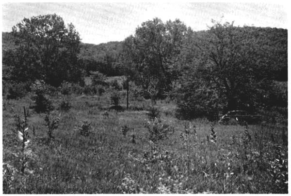 Summer aspect of the vegetation, on
July 14, 1955; same view as shown in Fig. 1.