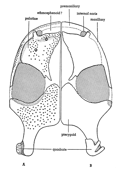 Fig. 4. Hesperoherpeton garnettense Peabody. Palate reconstructed;
ventral aspect at left, showing teeth, dorsal aspect at
right. KU&nbsp;10295, &times;&nbsp;4.