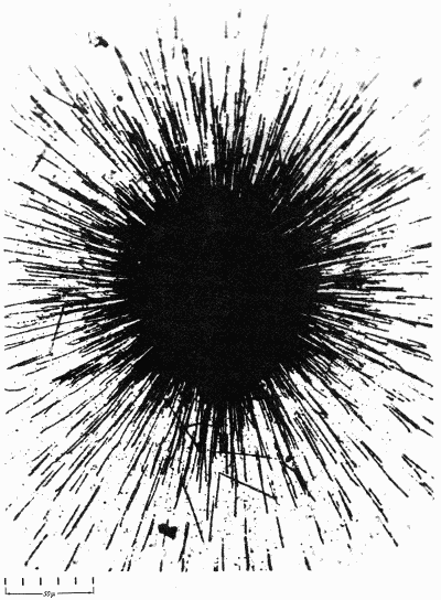 Radioactive elements: alpha particles from a speck of radium
leave tracks on a photographic emulsion. (Occhialini and Powell, 1947)