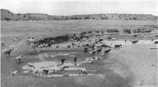 A pool in the Painted Desert whither came thousands of
goats and sheep, driven by Navajo girls on horseback