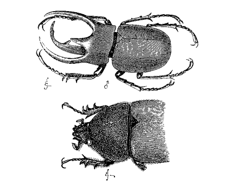 Fig. 15. Chalcosoma atlas. Upper figure, male (reduced); lower figure, female
(nat. size).