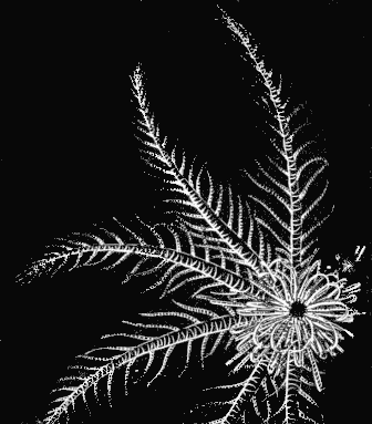 Fig. 153. Comatula (Living Crinoid) seen from the back; a group of young Comatul&aelig; attached to parent.