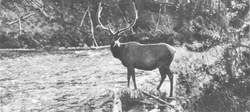 BULL ELK

Photo by Crandall.