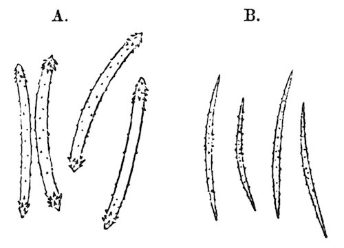Illustration: Fig. 11.&mdash;Microscleres
of Spongilla travancorica. A=Gemmule-spicules; B=flesh-spicules (from
type specimen), � 240.