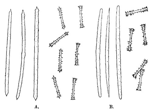 Illustration: Fig. 13.&mdash;Spicules of
Spongilla crateriformis.