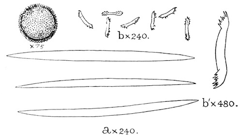 Illustration: Fig. 20.&mdash;Gemmule and
spicules of Pectispongilla aurea (type specimen). a, Skeleton-spicules;
b, gemmule-spicules; b', a single gemmule-spicule more highly
magnified.