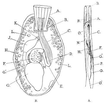 Illustration: Fig. 35.&mdash;Single
zo&oelig;cia of Victorella and Hislopia (magnified).