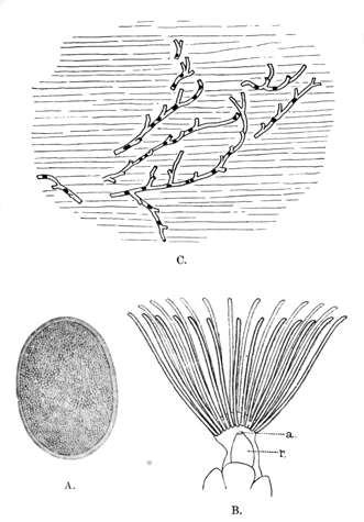 Illustration: Fig. 41.&mdash;Fredericella
indica.