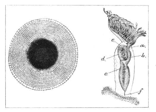 Illustration: Fig. 47.&mdash;Pectinatella
burmanica.