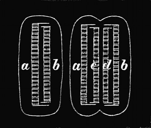 Fig. 70.

A diatom (Diatoma
vulgare) growing.

a, b, Flint skeleton inside
the jelly-cell. a, c
and d, b, Two flint skeletons
formed by new
valves, c and d, forming
within the first skeleton.