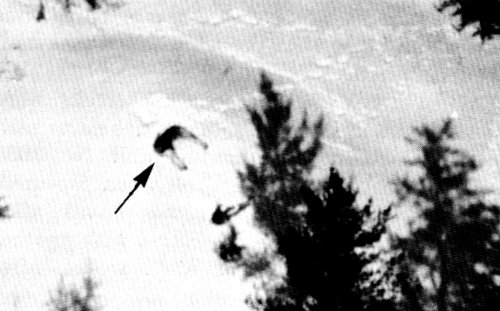 Figure 18.&mdash;Generally the wolves rested during
most of the day. (Photo courtesy of L. D.
Mech.)