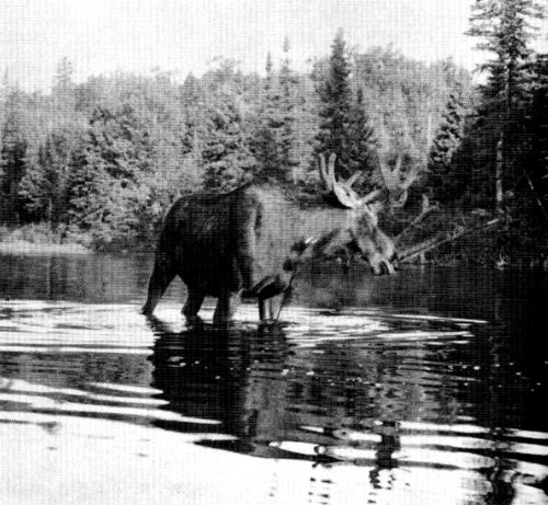 Figure 30.&mdash;Moose are also killed by wolves.
(Photo courtesy of Allan Taylor.)