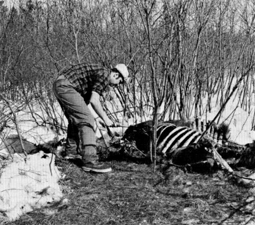 Figure 31.&mdash;Only a few wolf-killed moose were
located during the study. (Photo courtesy of Laurence Pringle.)
