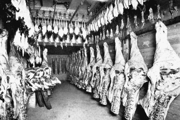 By permission of Messrs. J. and E. Hall, Ltd.


A Cold Store

Interior of a cold store, in which meat and poultry are kept good and fresh by the use of machine-made cold.&mdash;See p. 67